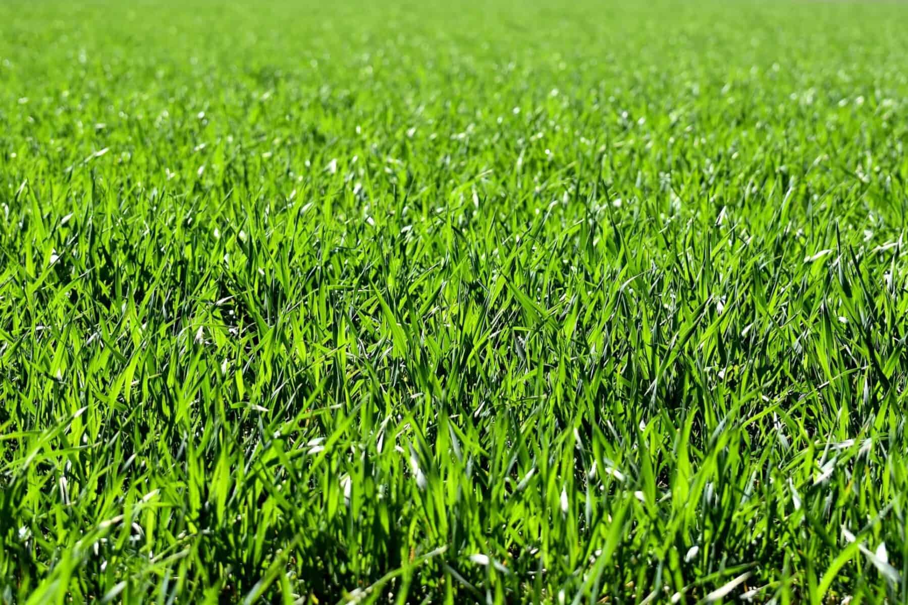 Spring Lawn Care Steps 
