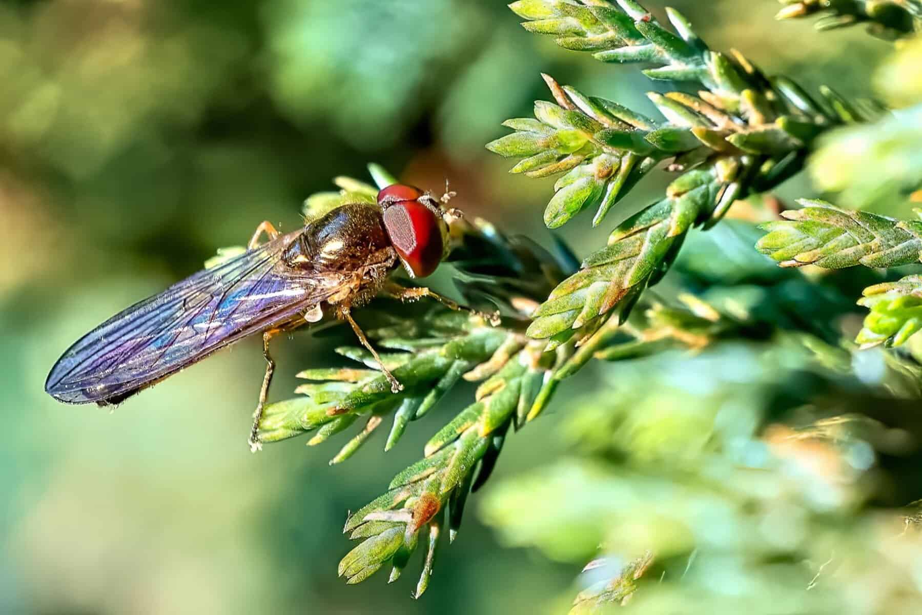 pests being stopped by Organic mulch